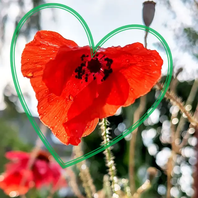 Eine Mohnblüte im Gegenlicht, nach einem Regenschauer. Ihre Form erinnerte mich an ein Herz. | Foto: Fotomontage Torsten Richter-Arnoldi