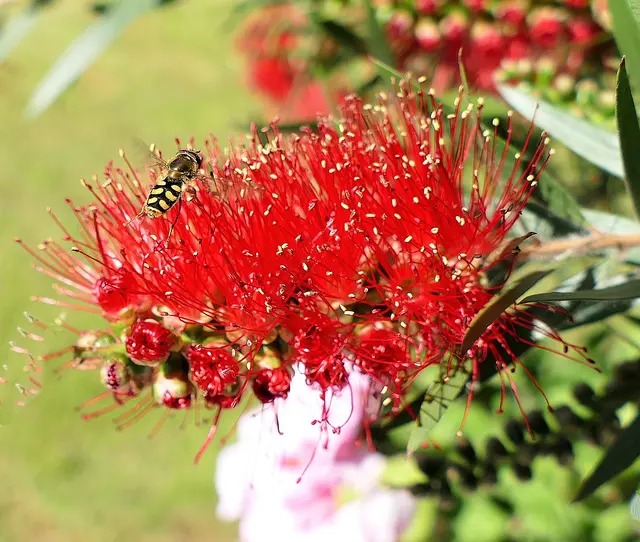 Die Zylinderputzer (Callistemon) sind eine taxonomisch umstrittene Pflanzengattung innerhalb der Familie der Myrtengewächse (Myrtaceae). Sie stammt aus Australien. Wenige Arten und ihre Sorten werden als Zierpflanzen kultiviert. Der Trivialname Zylinderputzer, auch „Pfeifenputzer“ oder „Flaschenputzer“, bezieht sich auf die in zylinderförmigen Blütenständen angeordneten Blüten. Wikipedia 