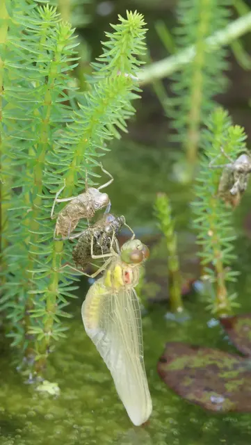 Großlibellen haben einen großen Teil ihres Lebens schon hinter sich, wenn sie schlüpfen. Hier handelt es sich vermutlich um eine Große Heidelibelle, noch farblos und nicht ganz "in Form". Ihre Entwicklung unter Wasser dauert mindestens 3-4 Monate. Gewöhnlich entgeht uns ihr verborgenes Dasein als Larve, aber mit etwas Glück lässt sich der Übergang ins letzte Stadium erleben, wenn er nicht komplett während der dunklen Nachtstunden geschieht.