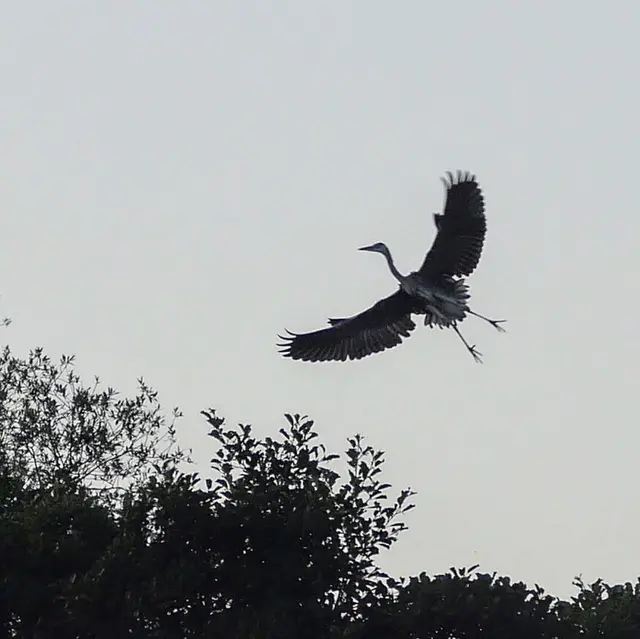 Ein Graureiher im Landeanflug. Man kann die Ähnlichkeit mit den ersten fliegenden Wirbeltieren gut erahnen.
