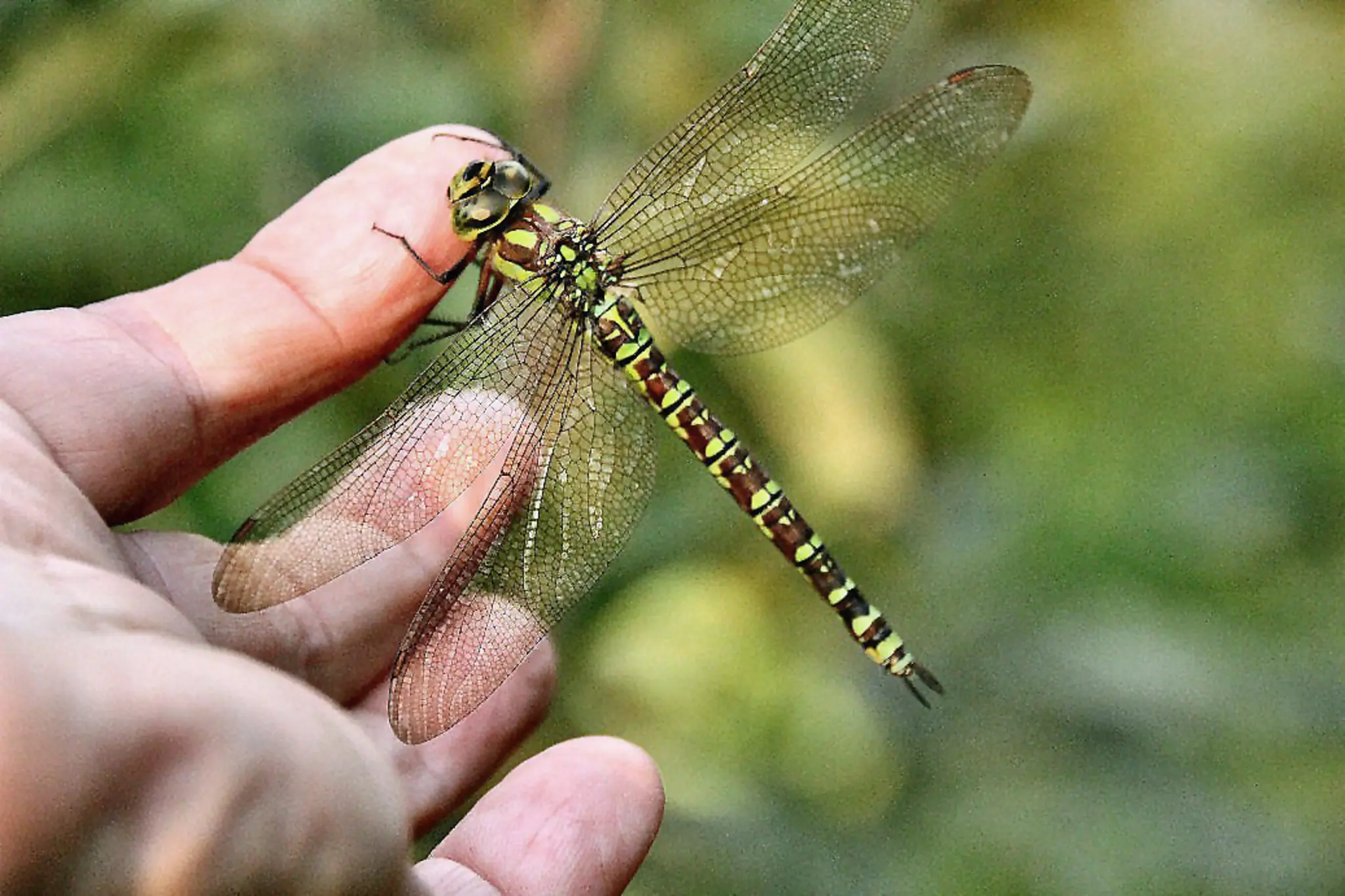 Meine Lieblings Libelle die Blaugrüne Mosaikjungfer Meine Lieblings Libelle die Blaugrüne Mosaikjungfer