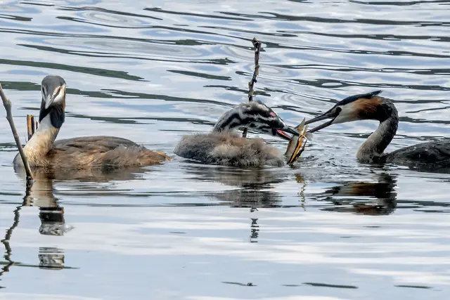 Beobachtet am Baldeneysee in Essen.