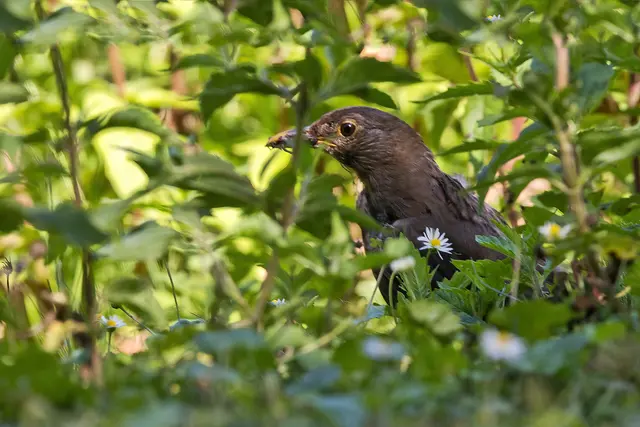 Junge Amseln benötigen Viele Insekten,
Würmer, Fliegen und Beeren. Regenwürmer 
sind eine wichtige Nahrungsquelle.