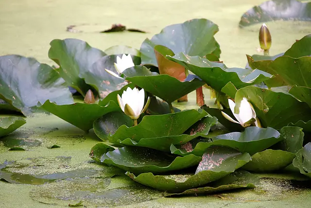Seerose + Wasserlinse