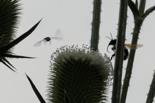 Die Blütenstände der Karde sind bei Insekten sehr beliebt. Hier macht eine Schwebfliege den Abflug, als eine Hummel zum Landen ansetzt.
Falls es interessiert: In diesem Foto aus unserem Garten ist eine Schlitzblättrige Karde zu sehen, deren Köpfe von oben nach unten und mit weißen Einzelblüten blühen, während das bei der verbreiteteren Wilden Karde in Rosa und von der Mitte ausgehend vor sich geht. Den Insekten ist das aber egal.