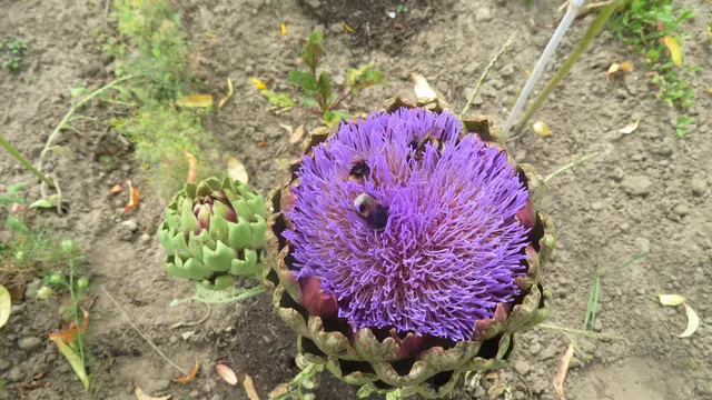 Artischockenblüte im Schrebergarten,
Nahrung für Bienen und Hummeln.