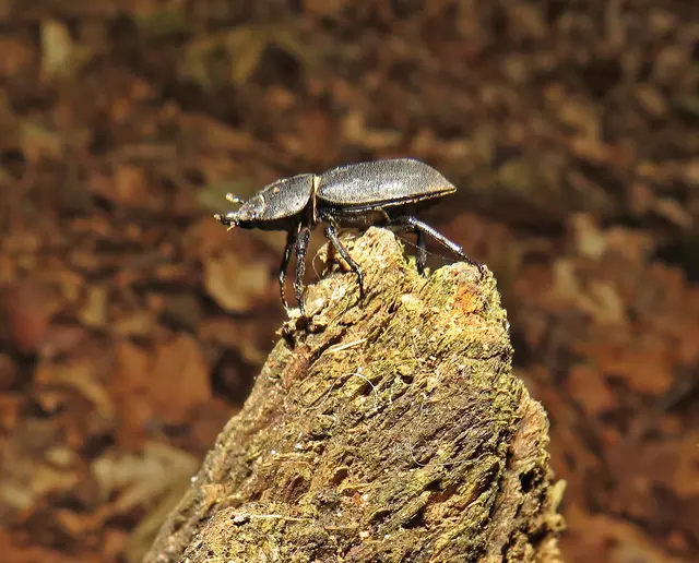 Balkenschröter (Dorcus parallelipipedus) | Foto: GvM