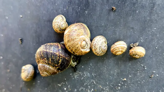 Habe heute Familie Schnirkel in ihrem Schlafzimmer aufgestört 🤫