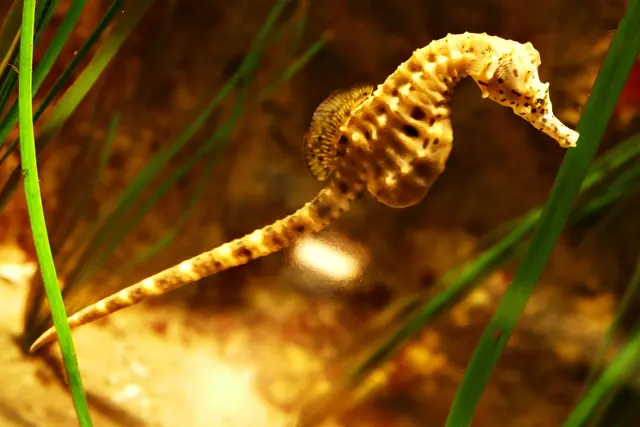   Aquarium Wilhelmshaven Eintritt ab 20 €  pro Person....