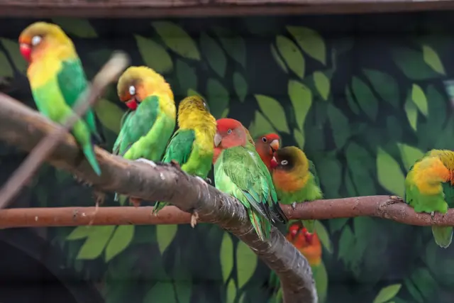 Die Unzertrennlichen sind eine Gattung von
kleinen afrikanischen Papageien. (Wikipedia) | Foto: Eckhard Schlaup