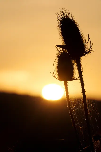 Wilde Karde an einem Feldrain bei Sonnenuntergang