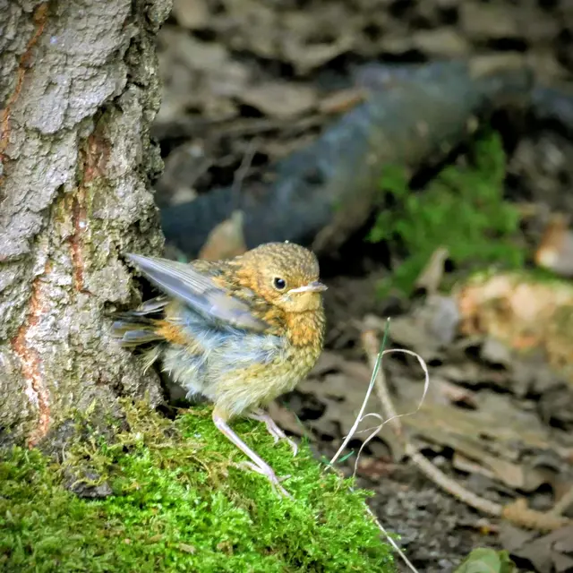 am Waldrand allein unterwegs gewesen