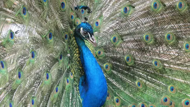 Wenn du was drauf hast, zeig dich damit!