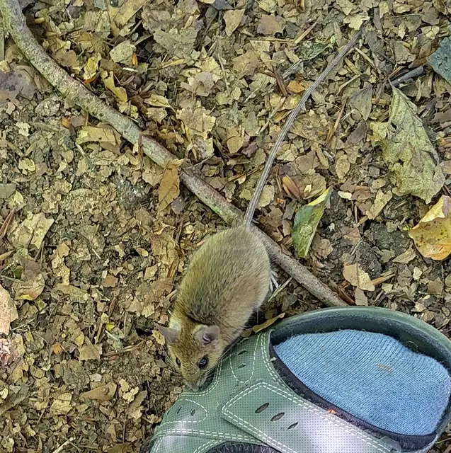 Beim Spaziergang im Wald bemerke ich eine Maus auf dem Weg und zücke das Handy, um sie wenigstens aus der Entfernung filmen zu können. Wie verwundert bin ich, als sie, statt davon zu laufen, immer näher kommt und schließlich an meinem Fuß schnuppert! Erst als sie beginnt, mir am großen Zeh zu knabbern, sehe ich mich genötigt, sie mit einem leichten Zucken des Fußes wieder auf Abstand zu bringen.
