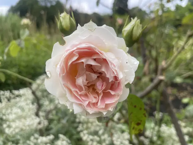 Liebe Ute… alles Gute für dich… denk an dich und wünsche dir alles Gute und Gesundheit 🌸🍀👍🥂🙏