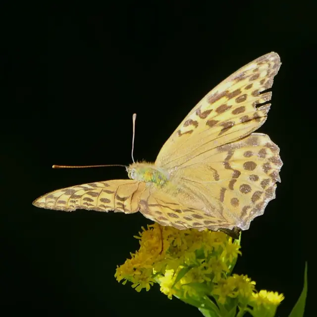 Der ist schon mal mit dem Flügelsaum irgendwo hängen geblieben.