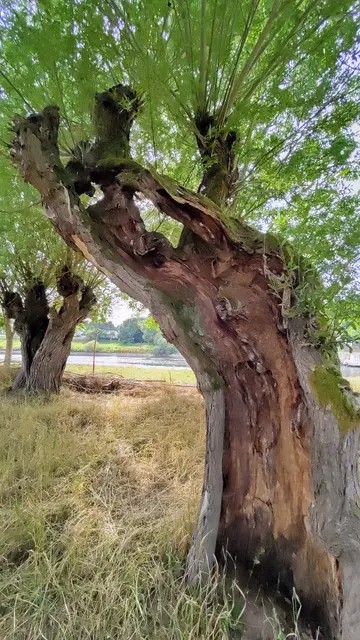 Silberweiden am Flussufer. Die haben schon so einige Hochwasser überstanden, und das Leben geht für sie immer noch weiter.