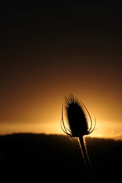 Nur wenige Minuten lugte die Sonne unter der Wolkendecke hervor, bevor sie hinter dem Horizont verschwand. Gerade genug Zeit, um zu den Wilden Karden zu laufen und die Silhouette einer solchen Pflanze vor der Sonne zu platzieren.