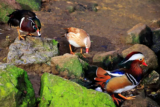 2021 Wildpark Frankenhof Reeken  