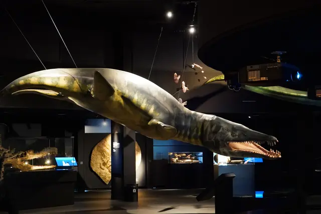 Eintritt pro Person ab 20€