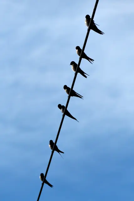 Schon ein bisschen Herbst? So langsam beginnen die Rauchschwalben sich zu sammeln. Aber noch sitzen sie nicht dicht gedrängt auf den Telegrafenleitungen.