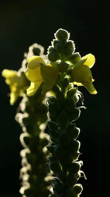 Großblütige Königskerze im Gegenlicht
