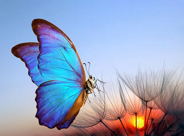 Dieser Schmetterling ist auf seinem Abendflug auf einem zierlichen Platz gelandet. | Foto: Copyright AdobeStock Freeware.