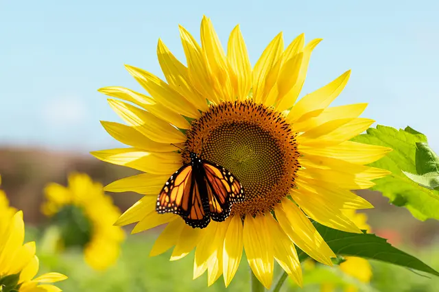 Da macht ein Schmetterling Besuch bei einer Sonnenblume. Es ist doch schön anzuschauen! | Foto: Copyright AdobeStock Freeware.