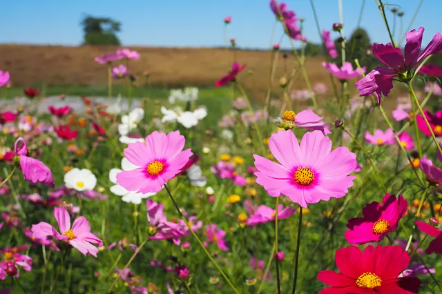 Ein großes Feld voll mit schönen Blumen. Das bereitet doch Freude! | Foto: Copyright AdobeStock Freeware.