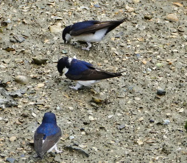 ne schnelle Vogelart