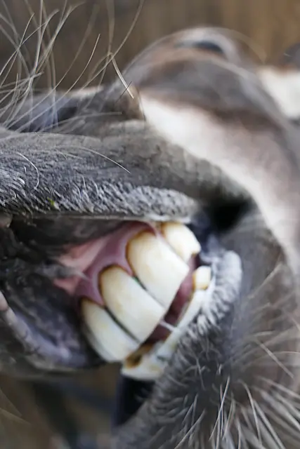 Esel Wildpark Frankenhof. 