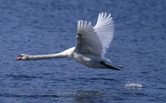 Mein lieber Schwan! | Foto: Rod Gebel