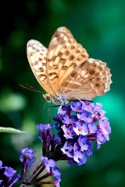 Dieser Schmetterling auf der Blüte hat es mir angetan, diesen zu bewundern - auch die Farbenvielfalt! | Foto: Copyright von Pixabay Free.