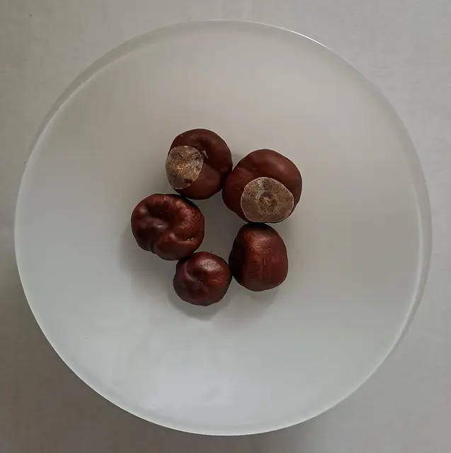 Auf dem Bürgersteig aufgeklaubt - viele Kastanien fallen herunter und laden dazu ein, ein paar mitzunehmen! | Foto: Copyright von Lutz Gollnick.