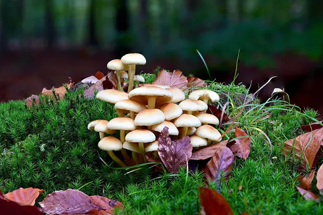 Eine schöne Ansammlung von Pilzen - ob die genießbar sind? Diese werden auch Zauberpilze genannt - welchen Zauber werden diese wohl verbreiten? | Foto: Copyright von Pixabay Free.