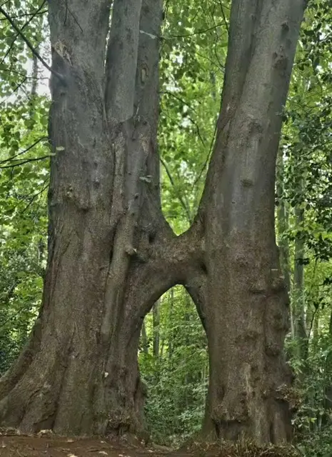 Baumliebe:  Foto Angelika Maier. 
Danke Geli...
