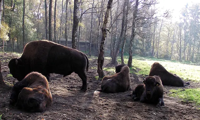 Büffel und Pips sind verliebt in Julchen ...... Der Pudel auch.
Wie heißt der Hund?