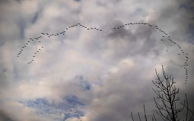 Angesichts des Vogelsterbens vor allem bei Kranichen, die sich auf dem Zug nach Süden mit der Geflügelpest infiziert haben, war ich vorhin besonders dankbar und froh, als ich diesen (kleinen) Trupp der Glücksvögel über Hattingen ziehen sah.