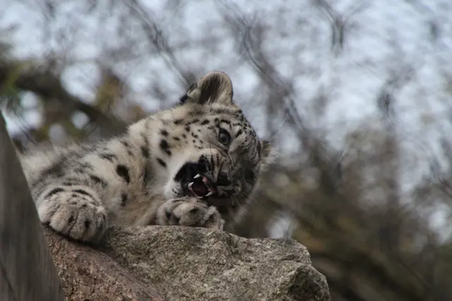 Scharfe Zähne hat der kleine. Schneeleopard-Jungtier in der Wilhelma. | Foto: patrick jost