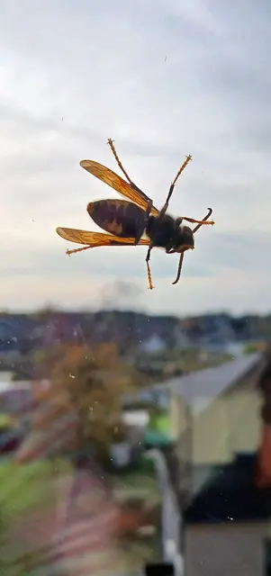 Die Ausbreitung der Asiatischen Hornisse ist wohl nicht mehr zu stoppen. In den letzten beiden Tagen wurde sie auf der Frohnhauser Straße von einer Bekannten  mit dem Smartphone  aufgenommen. Zwar siehtt man sie an der Scheibe nur von unten, aber die gelben Tarsen sind gut zu erkennen.  Während die Europäischen Hornisse dunkle Beine hat, ist die Asiatische Hornisse gut an ihren gelben Beinen zu erkennen.
