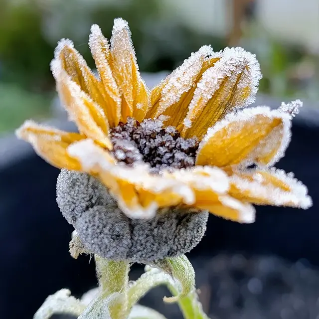 spätes Sonnenblümchen nach dem ersten Nachtfrost