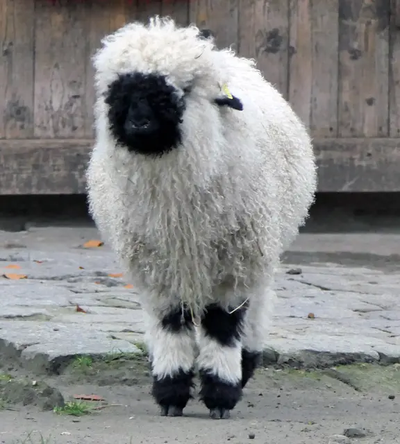 Das Walliser Schwarznasenschaf ist eine uralte Haustierrasse, das  es schon im 15 Jahrhundert gab.
Vermutlich wären sie schon längst ausgestorben, wenn Liebhaber dieser Rasse sich nicht in Zuchtprogrammen darum kümmern würden. 