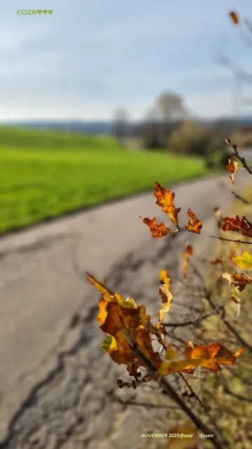 Sonniger kalter SAMSTAG....
wir hatten ZEIT, also, nix wie RAUS....

mitten in ESSEN
SCHÖNE (grüne) HEIMAT♥

November 2025@ana´