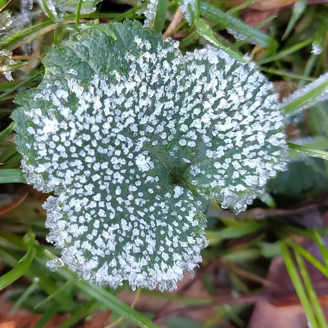 Ein Fotospaziergang bei leichtem Frost hat heute reif- und reizvolle Motive hervorgebracht. Weitere Bilder in meinem gleichnamigen Beitrag.
