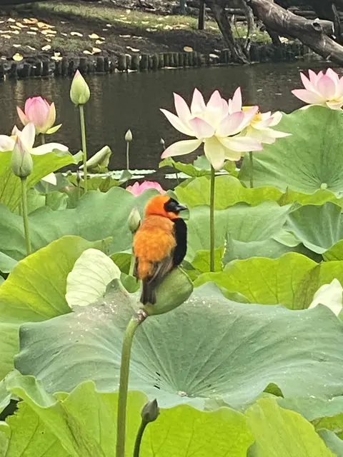 Viel Leben im Teich. Es gibt sogar Nester | Foto: Umbehaue 