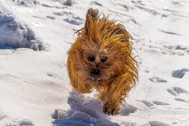 Es gibt ihn doch, den Yeti | Foto: Peter Seibt