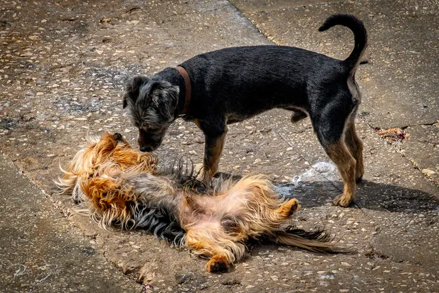 "...und wenn dann wieder dieser blöde Nachbarsköter kommt stell´ich mich einfach tot." | Foto: Peter Seibt