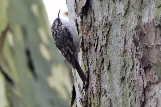 Gesehen in Köln auf einer 200 Jahre alten Platane des Melatenfriedhofs neben dem Grab von Dirk Bach.
