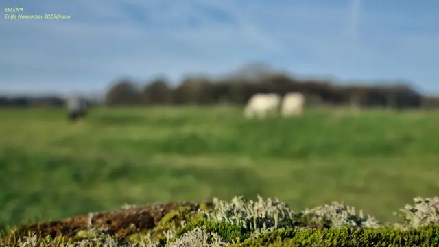 ... am Rande eines 
Spazier-WANDER-Weges in Essen... 
SONNIG-GRÜN-Trocken, und
DAS alles MITTE/Ende November ...
Pferde auf einer Weide
... im Hintergrund grasend
vor weichem MOOS

anderS, einfach "mein anderSehen"

:-))))))
November 2025@ana´