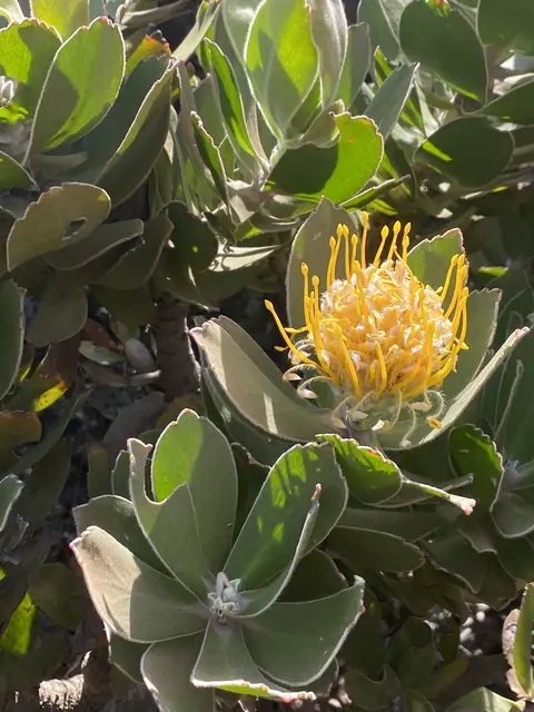 Eindrucksvoll ein Busch mit diesen Blüten. Gesehen Kap der guten Hoffnung.  | Foto: Umbehaue 